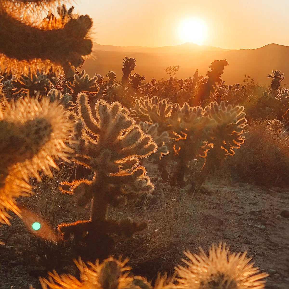 <p><strong>Sustainability</strong></p>